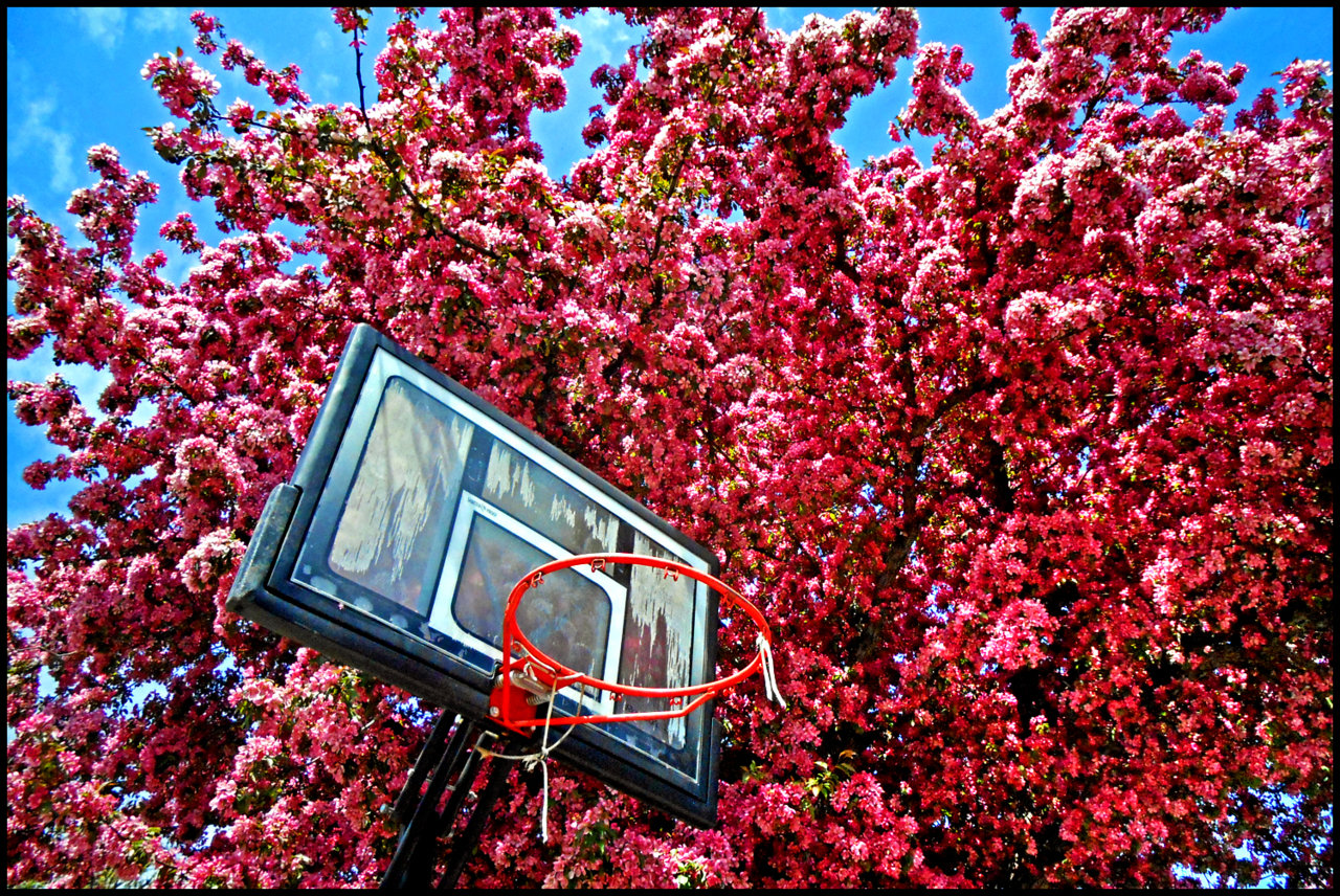 Hoop vs Blossoms.jpg