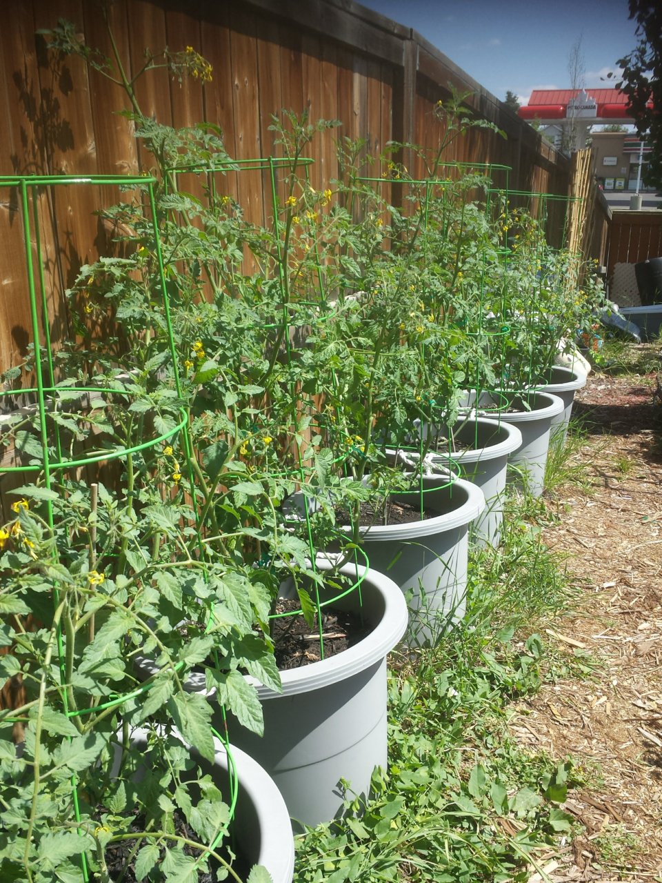 20180718_tomatoes.jpg