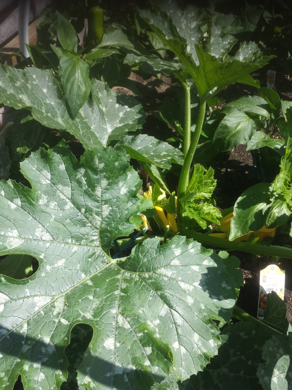 20180718_zucchini.jpg
