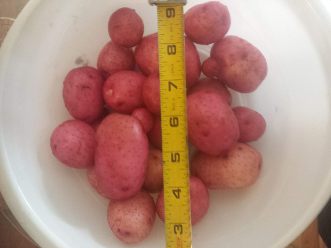 20180803_potato yield.jpg