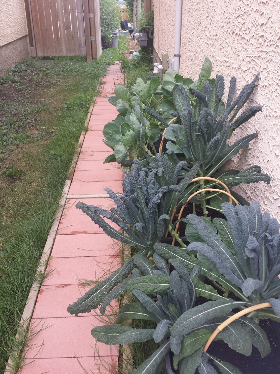 20180804 brassicas.jpg