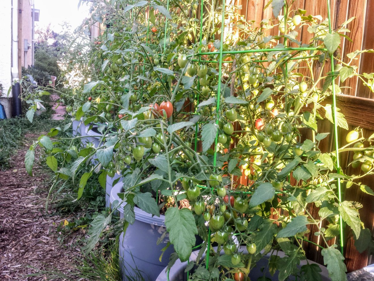 20180822_tomatoes.jpg