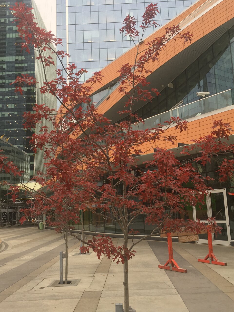 AA9B2FCB-82F0-4EC0-A685-B17AC3F015E1.jpeg AA9B2FCB-82F0-4EC0-A685-B17AC3F015E1.jpeg