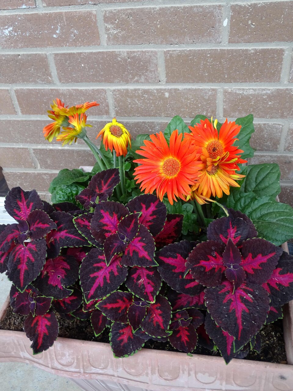 BalconyFlowers.jpg