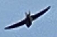 Barn_Swallow2.JPG