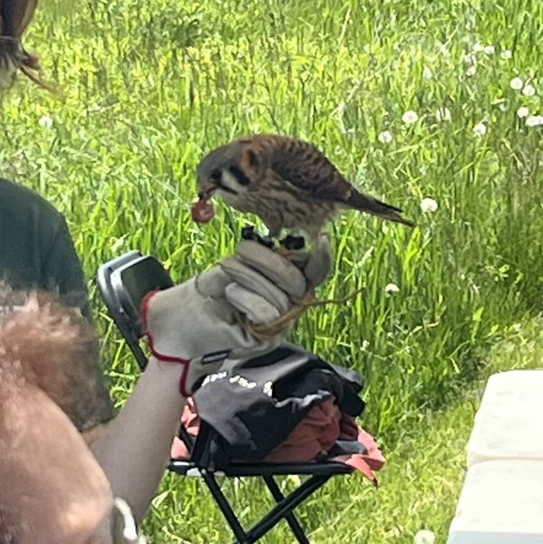 BirdFest(1).JPG