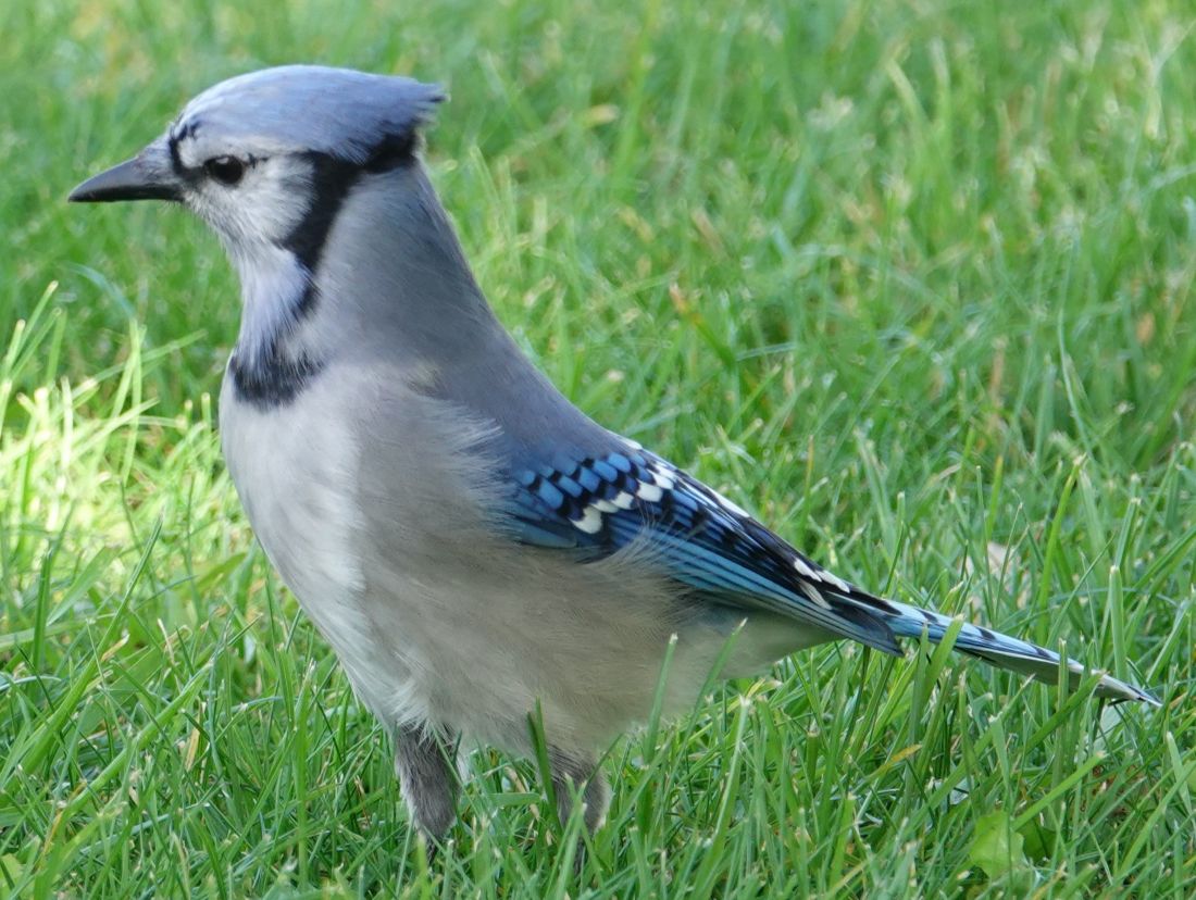 BlueJay_22Oct2024_1100pxls.JPG