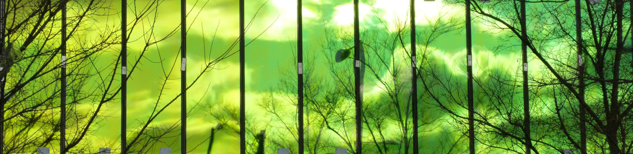 Canary10.jpg