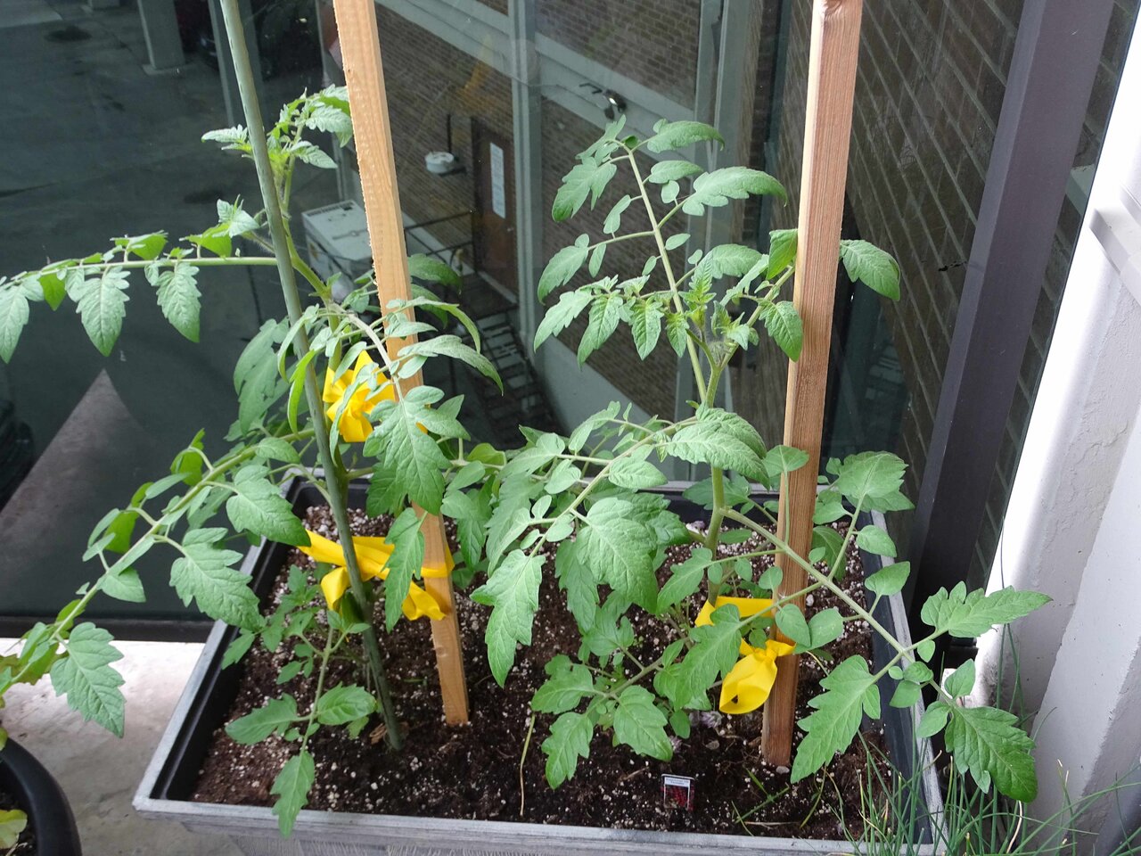Cherry Tomatoes.jpg