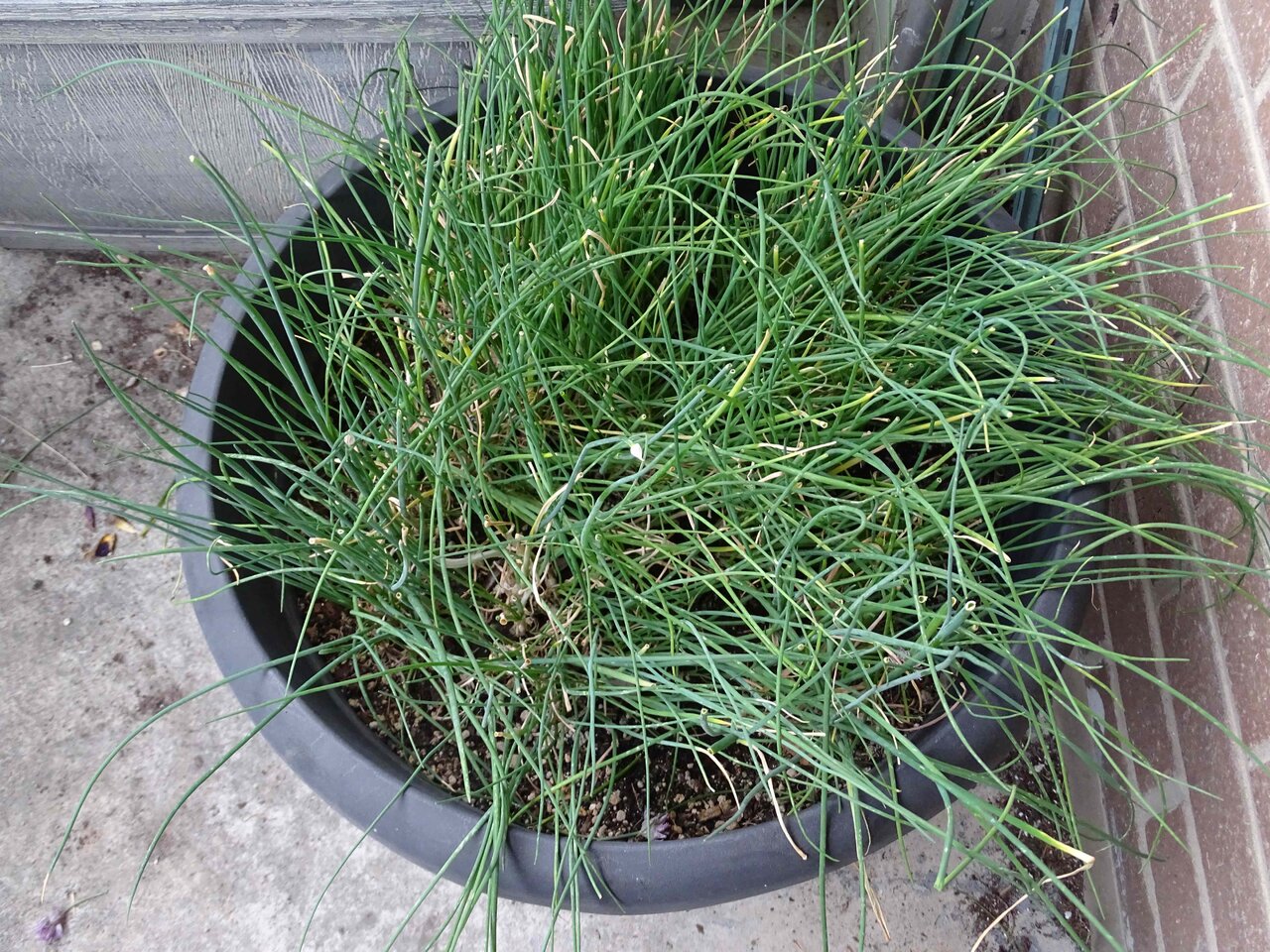 Chives.jpg