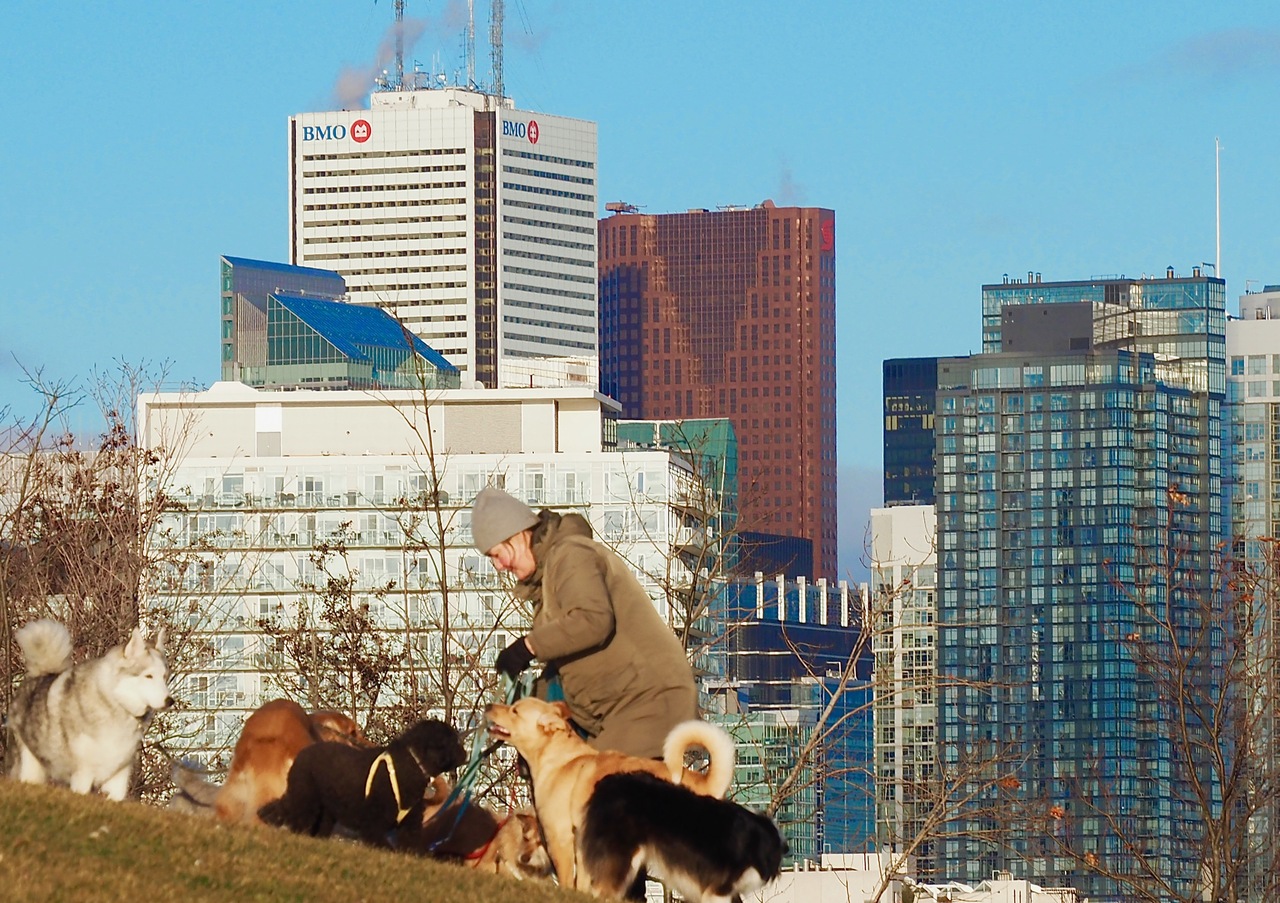 dog walker.jpg