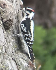 Downy_woodpecker.JPG