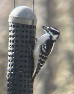 Downy_woodpecker_23Feb2024(2).JPG