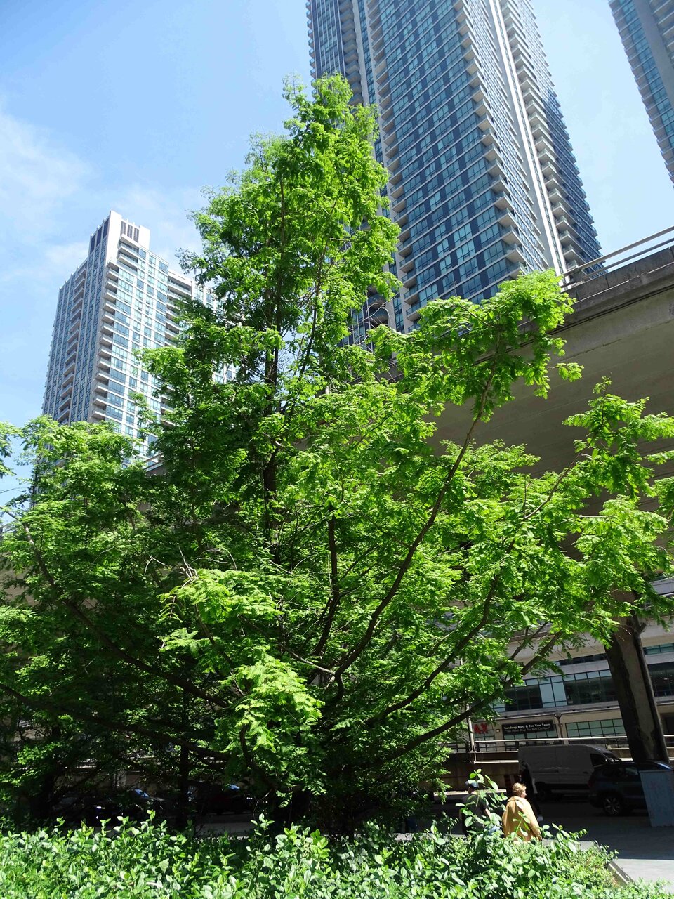DSC03737b.jpg
