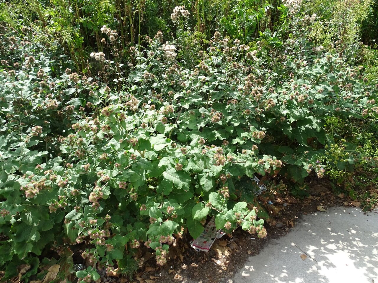 DSC08807.JPG