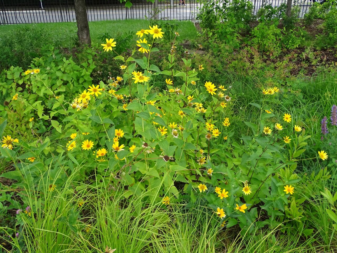 DSC08926.JPG