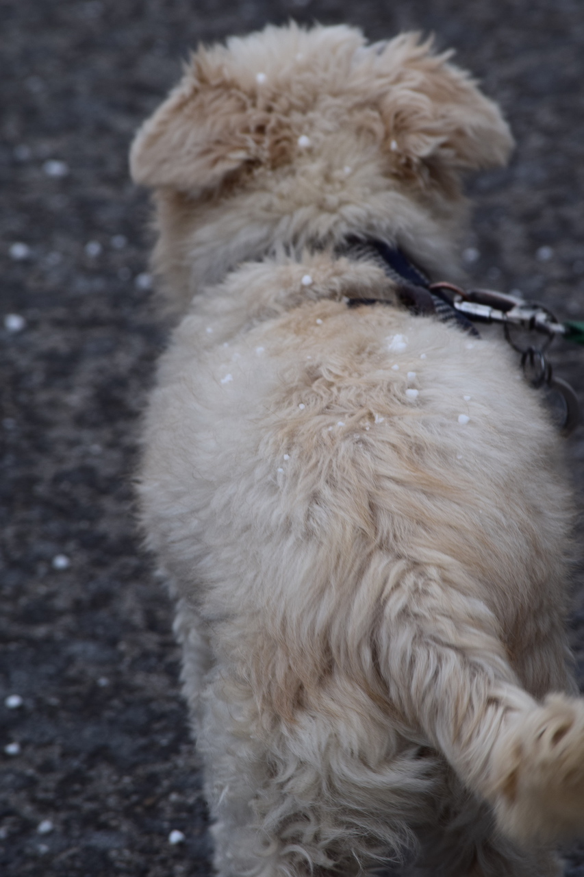 DSC_0220.JPG