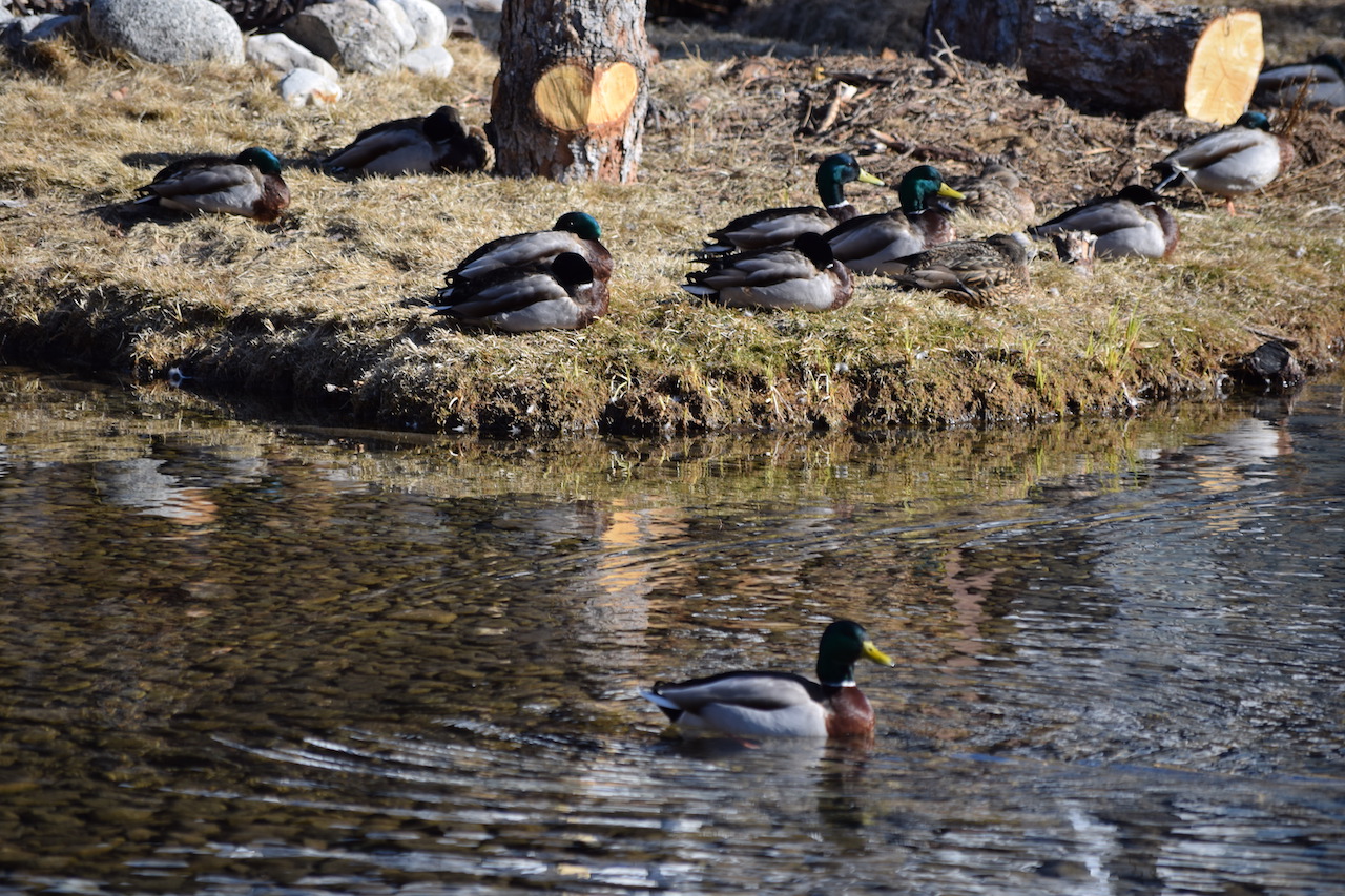 DSC_0489.JPG