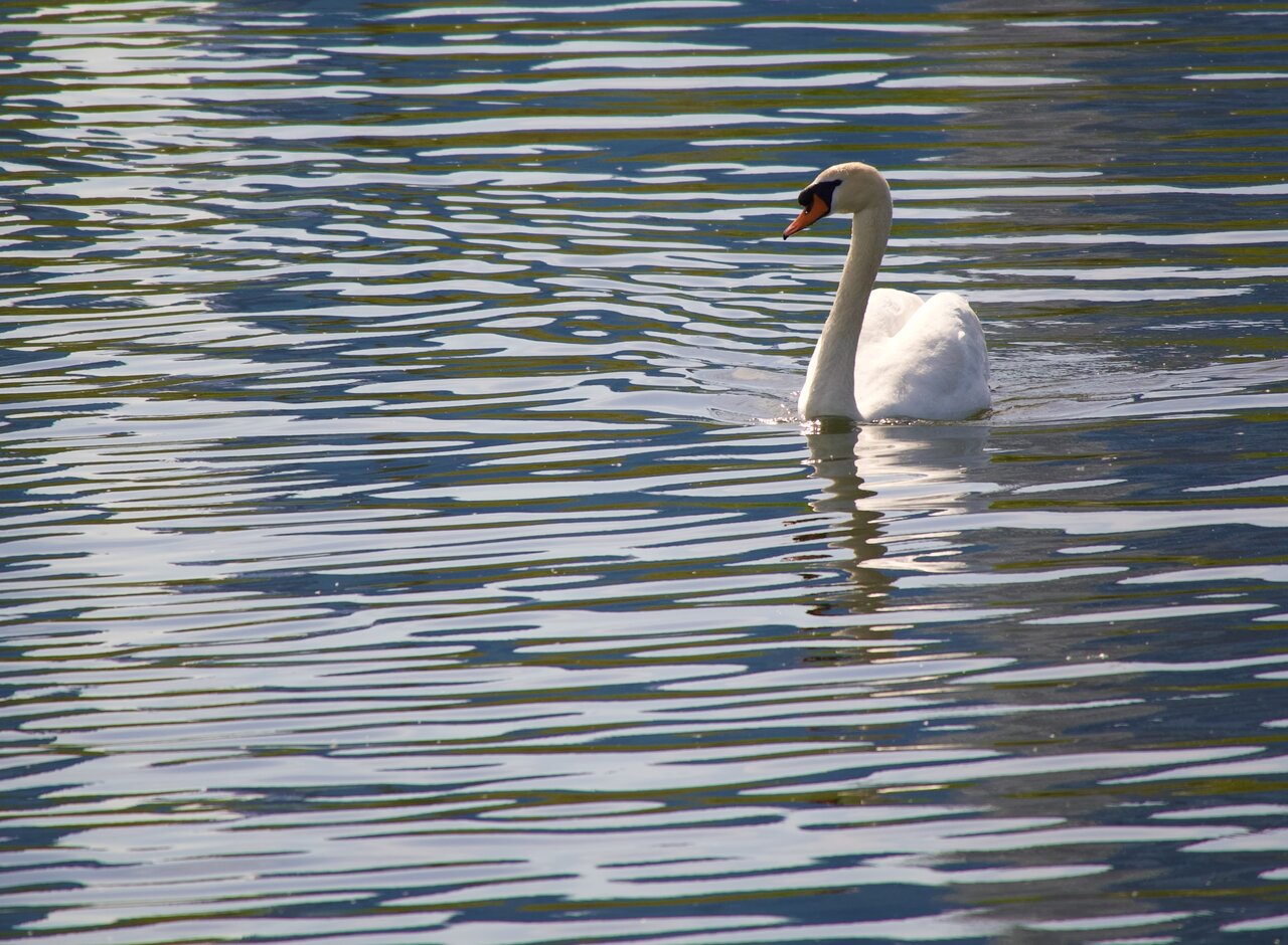 DSC_4929.jpeg