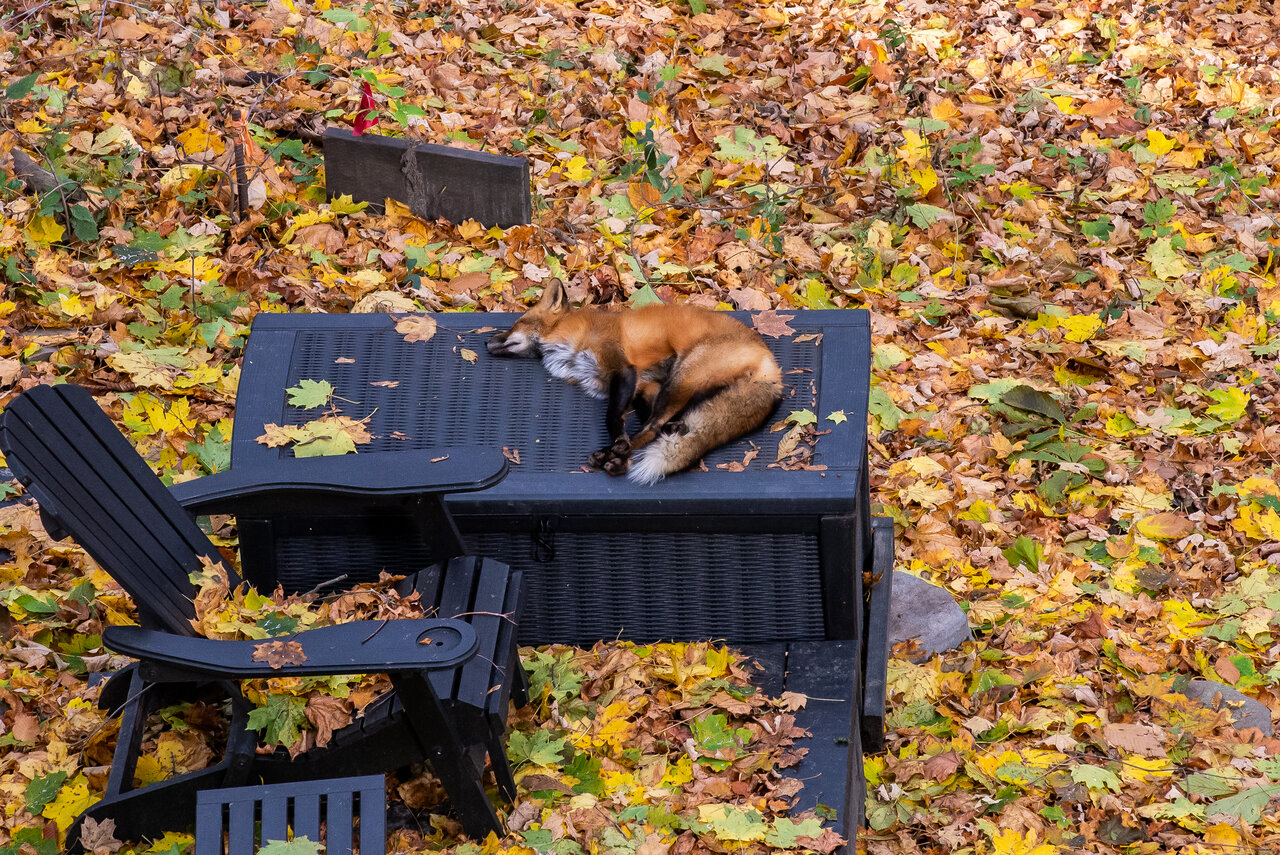 DSC_8154-2.jpeg