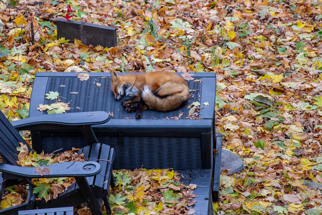 DSC_8168.jpeg