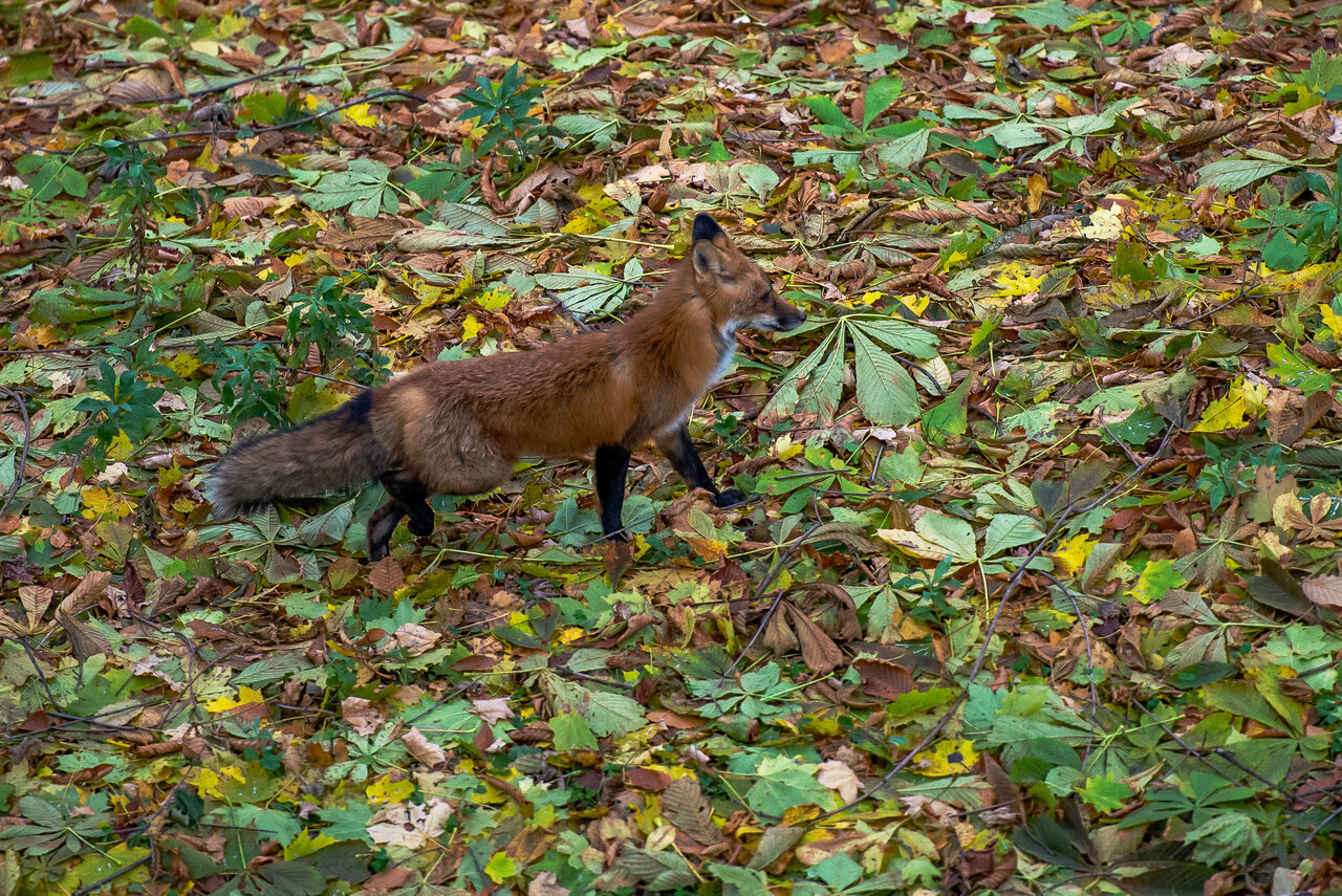 DSC_8188.jpeg