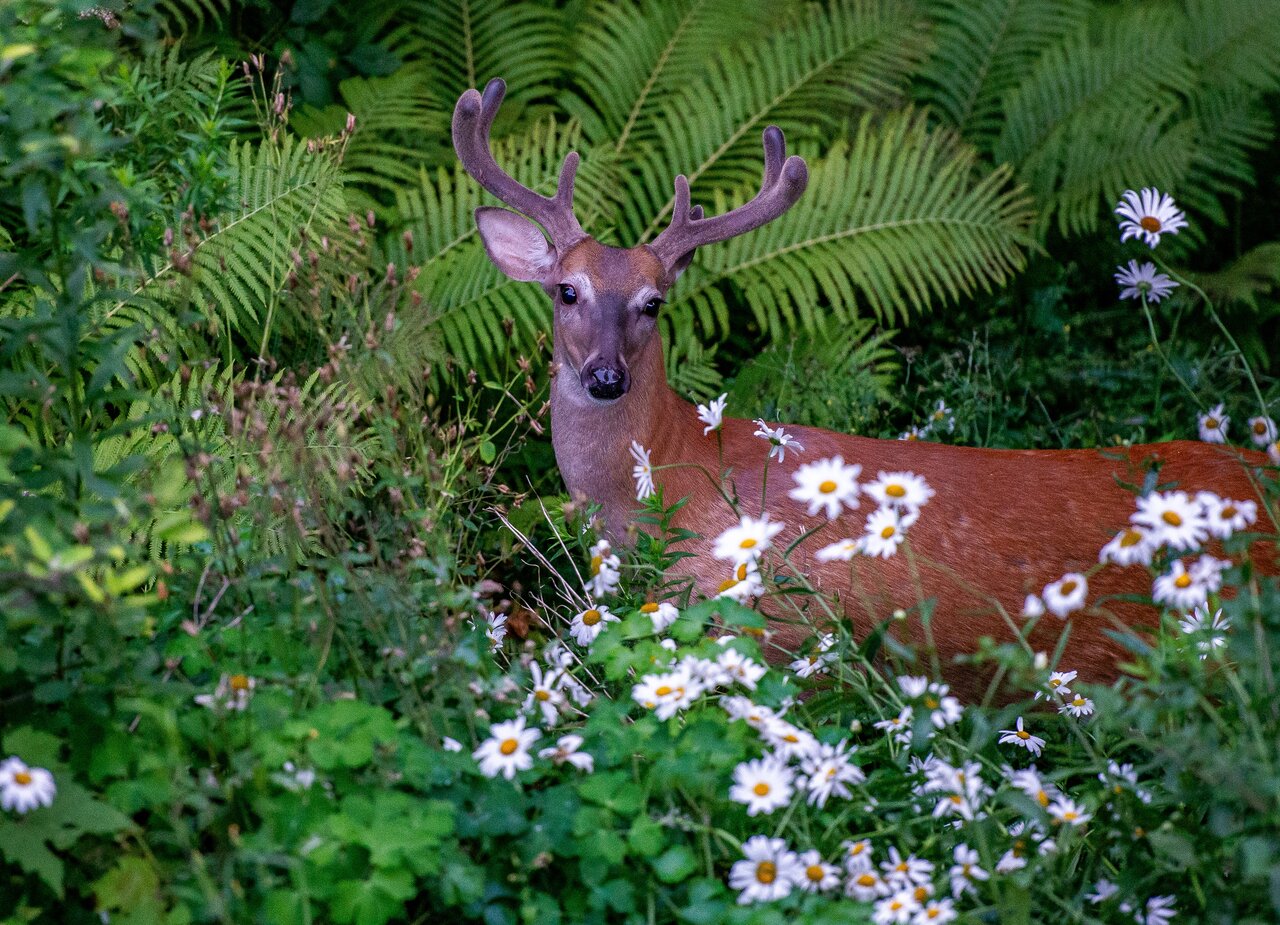 DSC_9076-2.jpeg