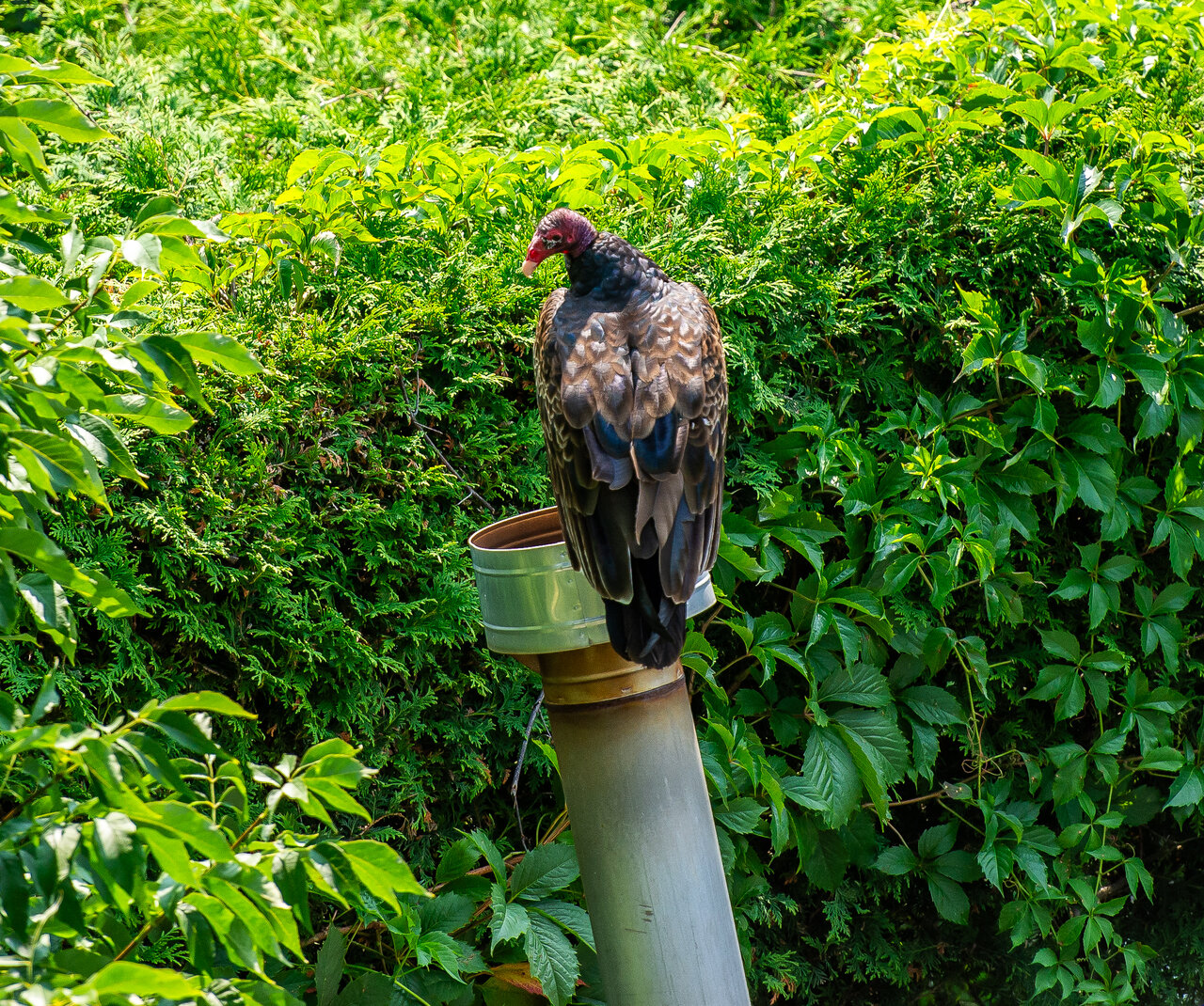 DSC_9084.jpeg
