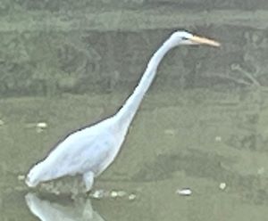 Egret_20Sep2022.JPG