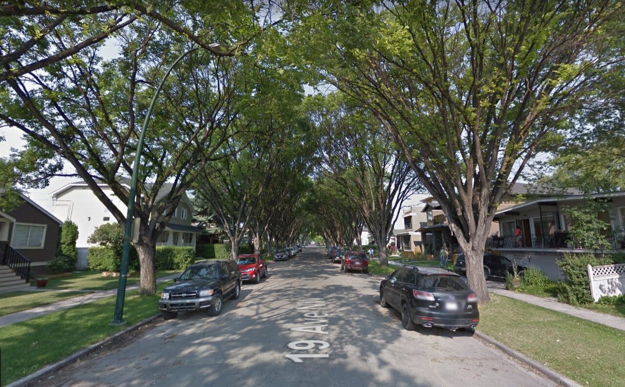 elm trees.jpg