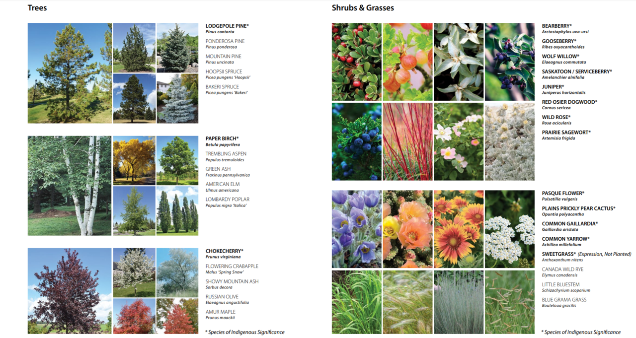Event_Centre_Plants.png