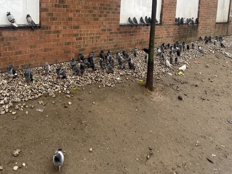 Freshco_pigeons.jpg