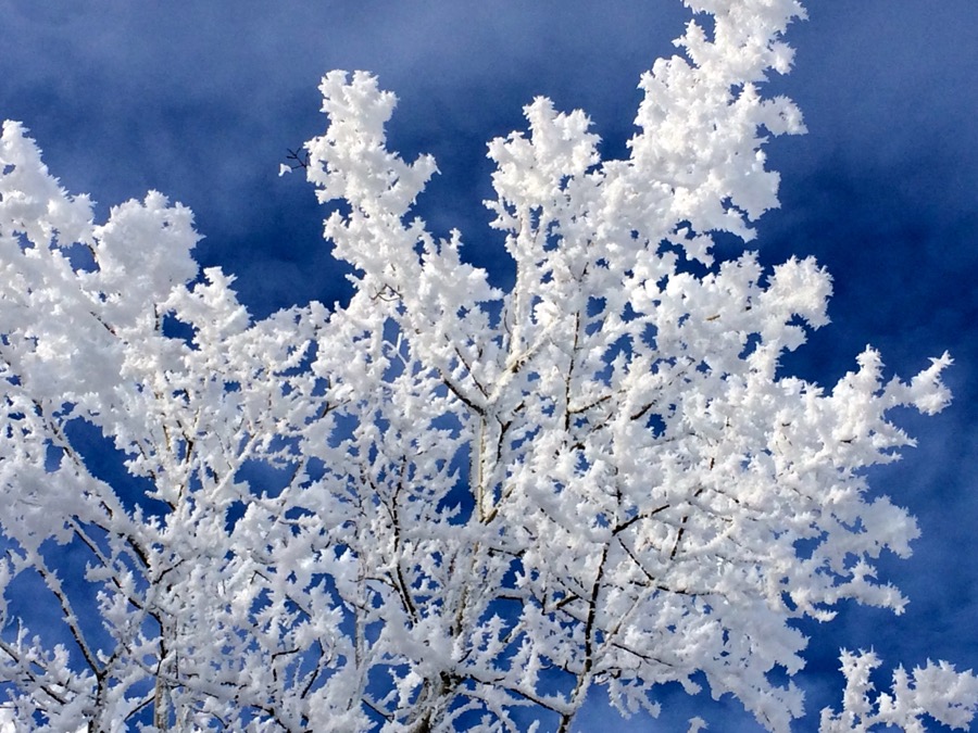 hoarfrost-dpenner.jpg