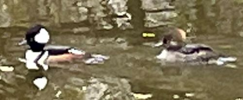 Hooded_Merganser.JPG