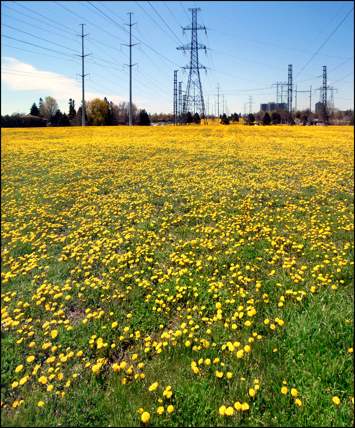 hydro field of dandelions.jpg