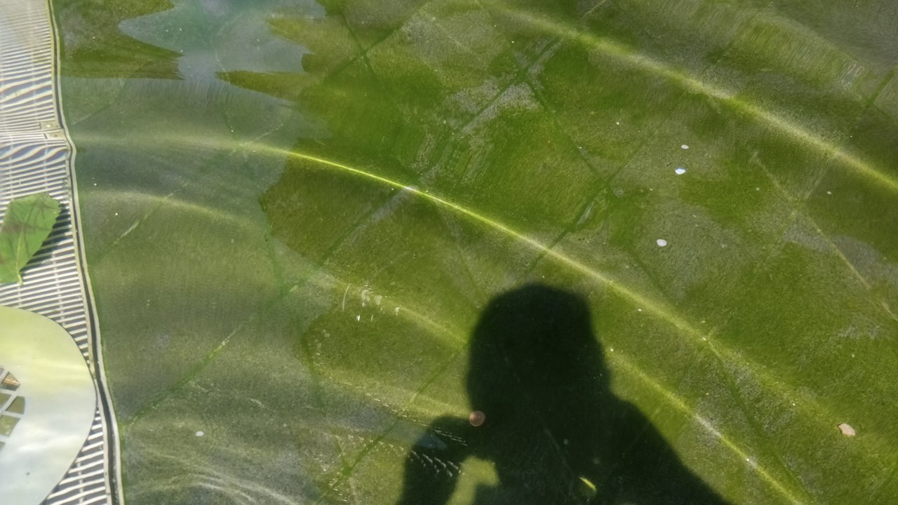 IMG_20180708_145918.jpg