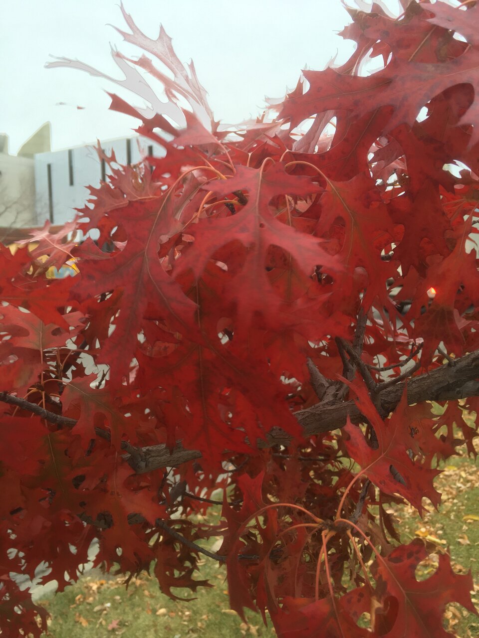 IMG_3143.jpeg