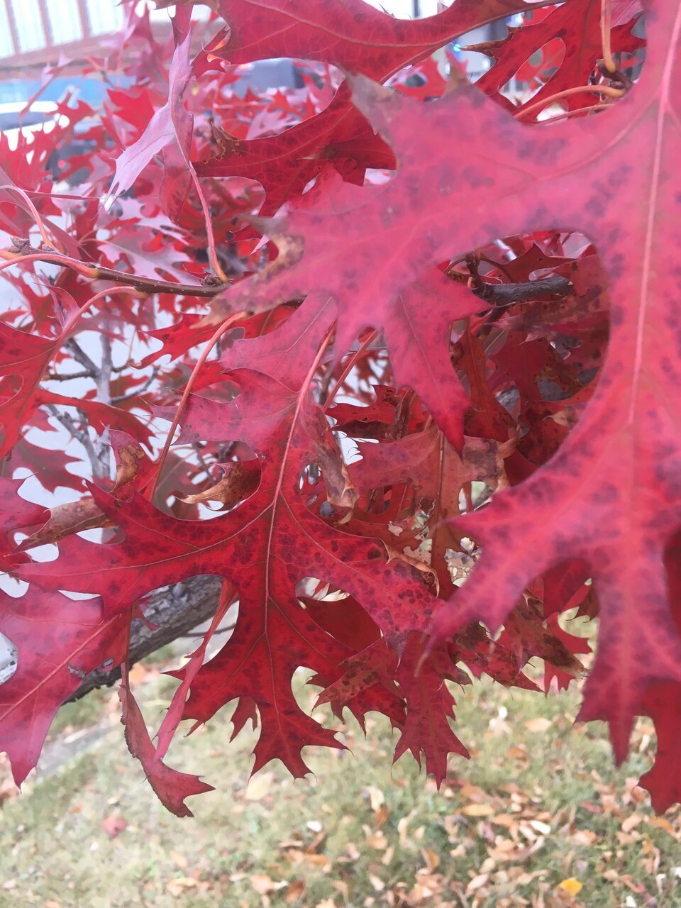 IMG_3146.jpeg