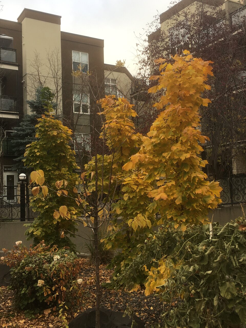 IMG_3160.jpeg