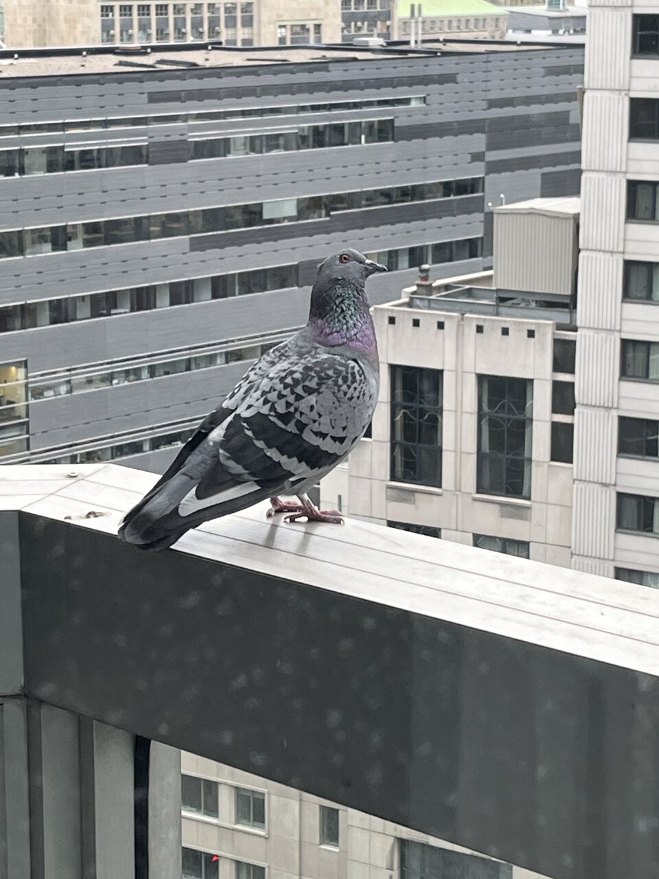 IMG_4205.jpeg
