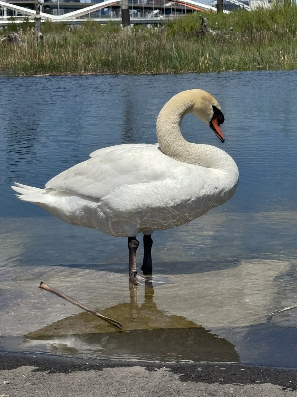 IMG_7862.jpeg