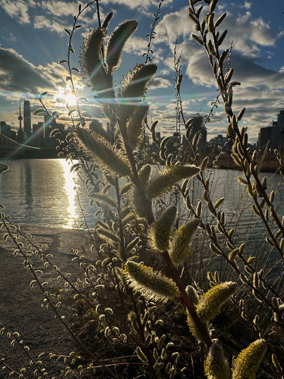 IMG_8633_SnapseedCopy.jpeg