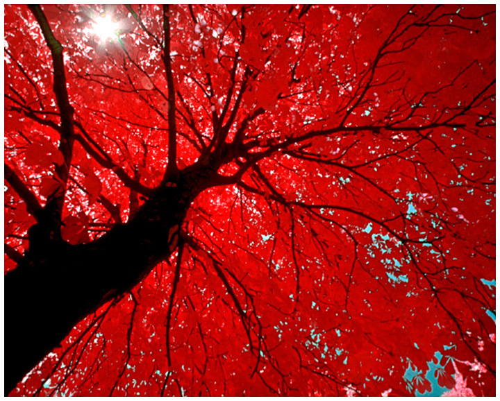 Infrared Tree.jpg