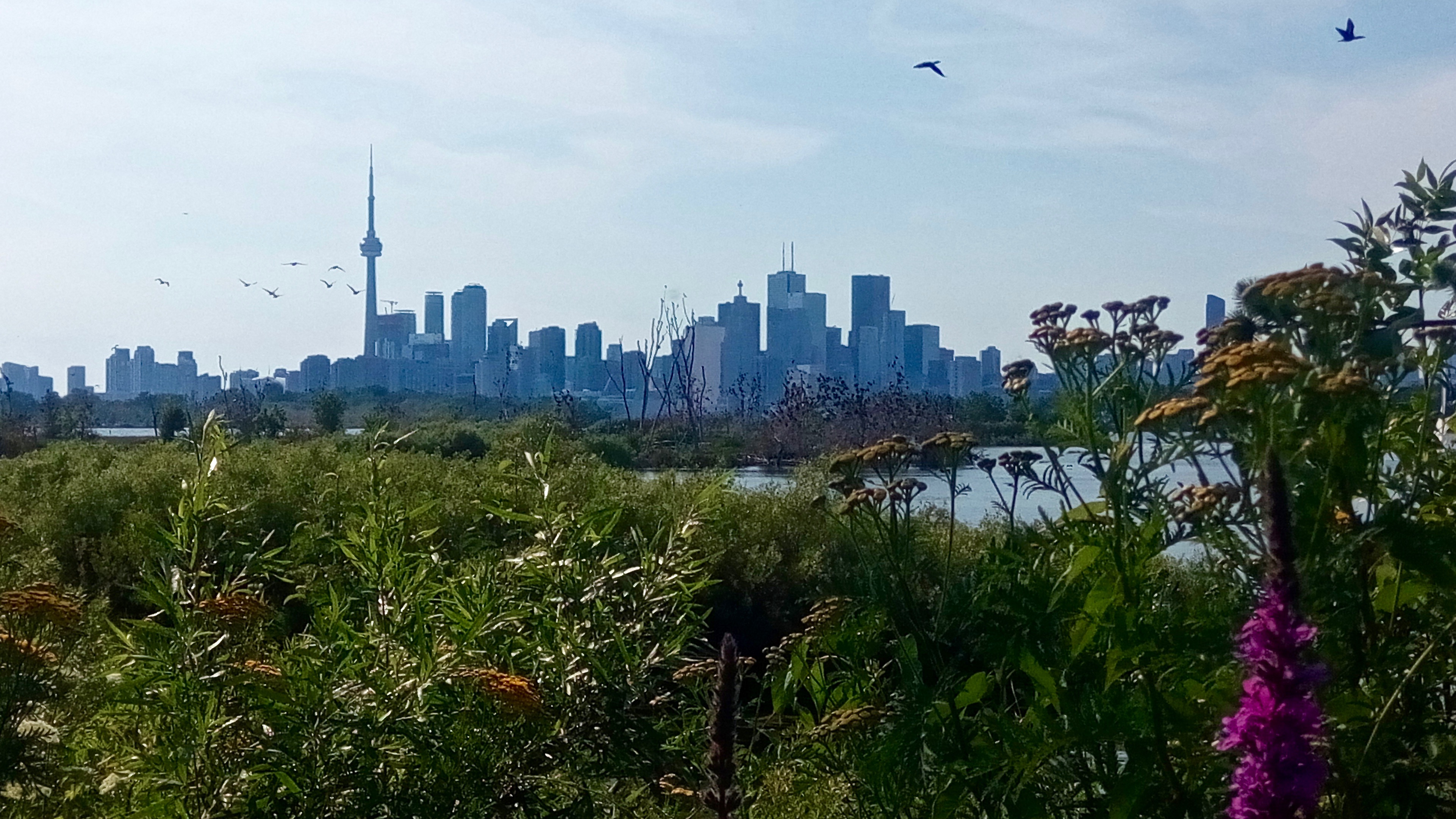 Leslie street spit.jpg