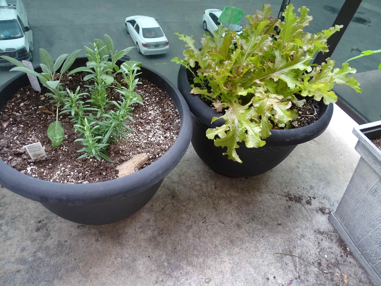 Lettuce and herbs.jpg
