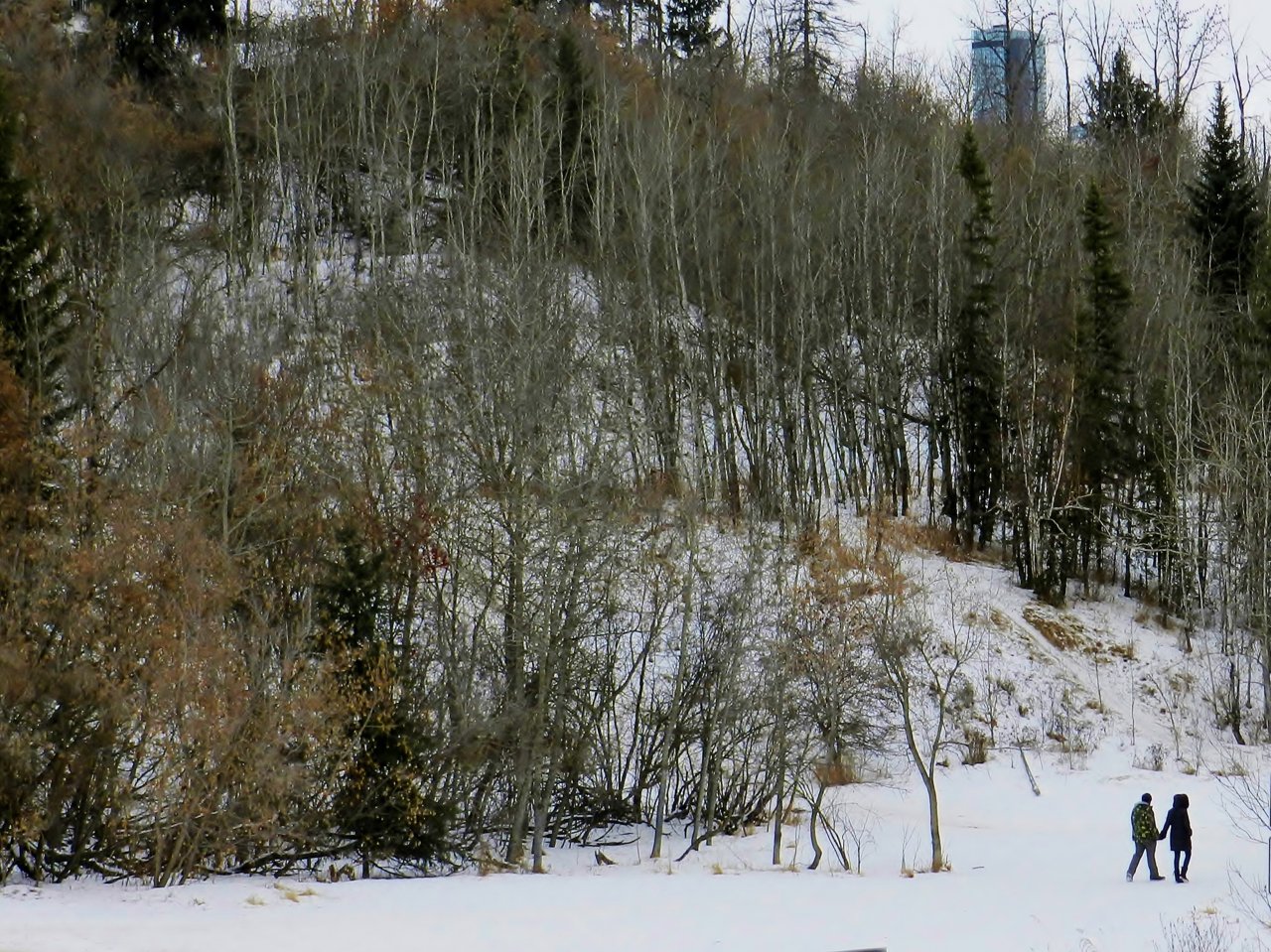 Milkcreek Ravine & Connors Hill 2020-01-04 060.JPG