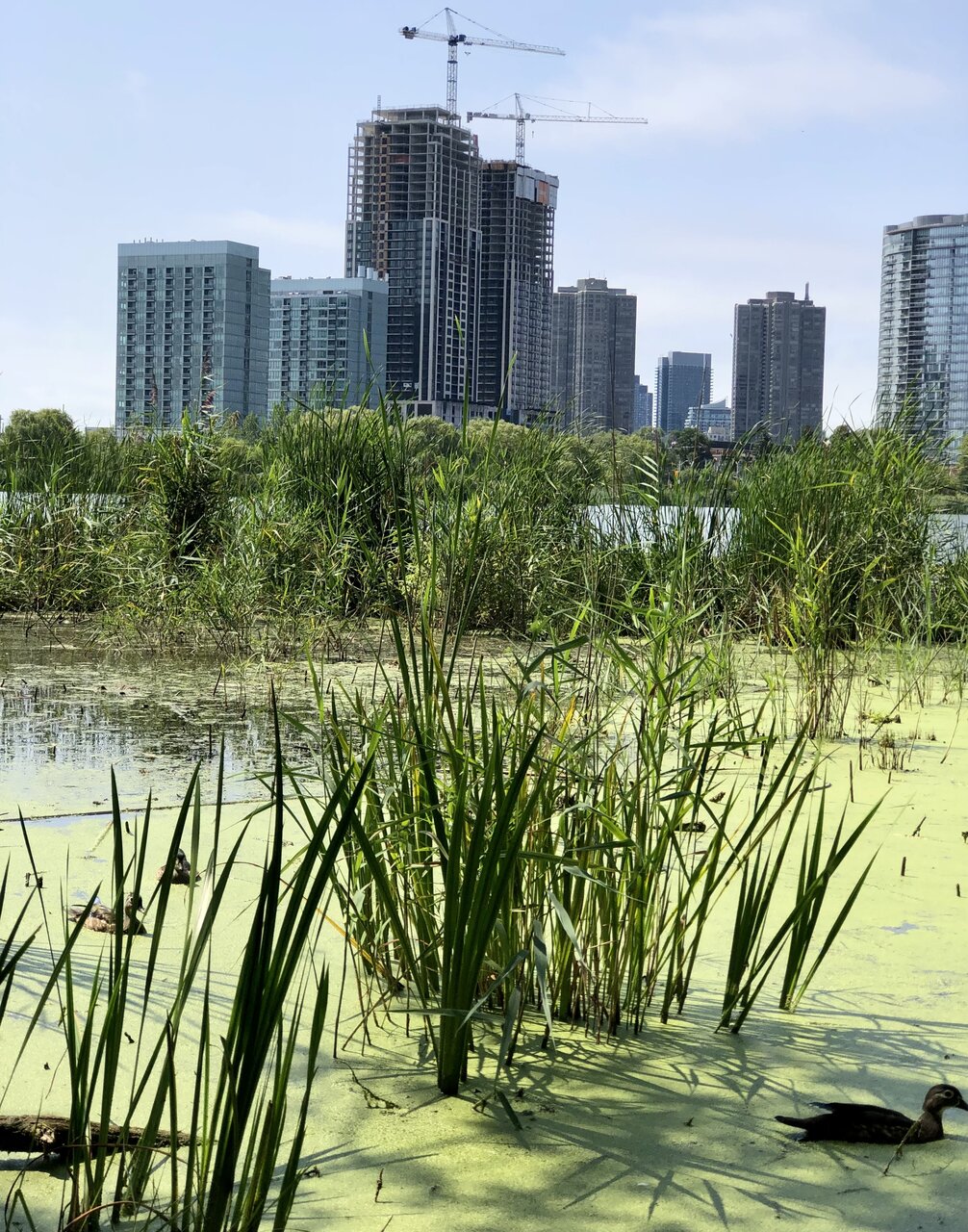 mirabella from high park.jpg