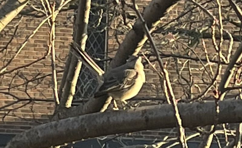 Mockingbird_1.jpg
