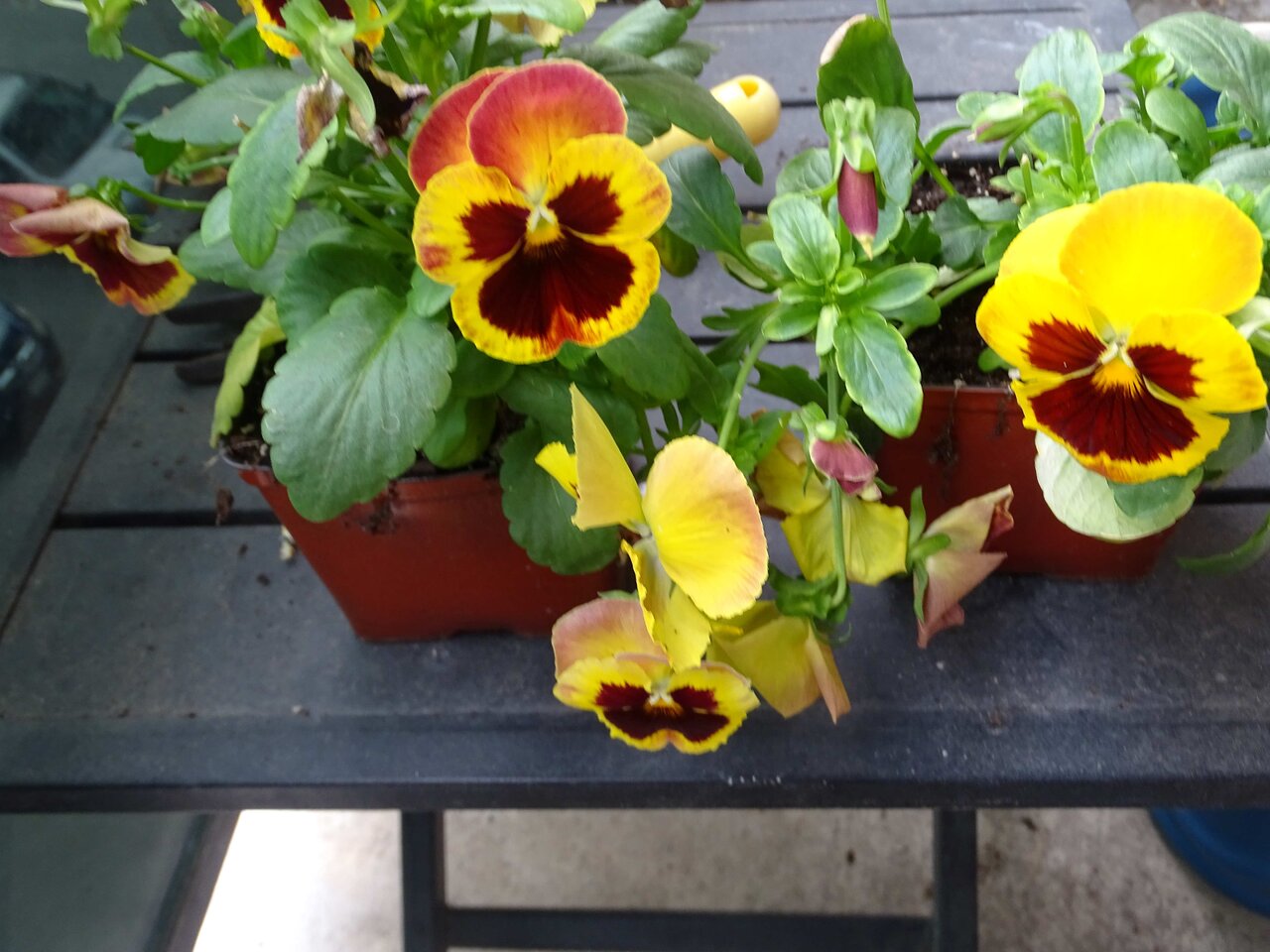 Pansies2023.jpg