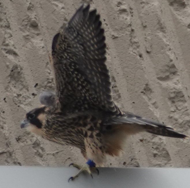 PeregrineFalcon_09Jun2024(1).JPG